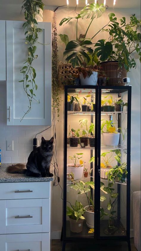 Large Plant Terrarium, Cat Proof Plant Display, Plant Girl Aesthetic, Ikea Fabrikor, Plant Cabinet, Airport Pics, Boho Decor Ideas, Cat Safe Plants, Inside Garden