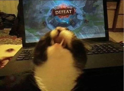 Legend Cat, League Of Legends Art, Gamer Cat, Zed League Of Legends, Champions League Of Legends, League Memes, League Of Legends Game, League Of Legends Memes, Laughing Emoji