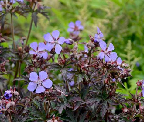 Noted for its dark foliage, Geranium pratense 'Midnight Reiter' is a herbaceous perennial with finely-divided, deep plum purple leaves. From early to late summer, the attractive foliage mound is topped with abundant clusters of vibrant lilac blue flowers which contrast nicely with the dark leaves. Short and compact, this hardy geranium is perfect for containers or the front of the garden. Rose Companion Plants, Geranium Pratense, Plum Leaves, Lily Turf, Dark Foliage, Cranesbill Geranium, Edging Plants, Hardy Geranium, Purple Plants