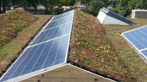 Green Roof Planting, Roof Plants, Residential Solar, Solar Roof, Best Solar Panels, Green Architecture, Casa Exterior, Passive House, Rooftop Garden