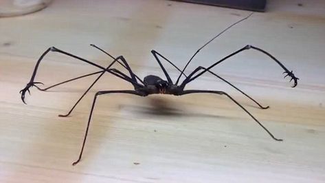 Whip spiders, or tailless whip scorpions, are officially known as Amblypygids.  The creatures are found in tropical and subtropical regions worldwide.  They range from five to 60 centimetres, depending on the size of their long front legs.  These legs, modified to sensory organs, have the appearance of whips.  Whip spiders have poor eyesight despite possessing eight eyes. Whip Spider, Whip Scorpion, Dangerous Spiders, Bug Boy, Cool Bugs, Spider Tattoo, Praying Mantis, Creepy Crawlies, Arthropods