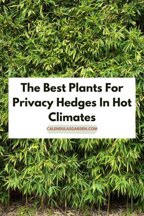 If you’re looking for a way to add some privacy to your yard, a privacy hedge is a perfect solution. Not only will it provide some much-needed shade and shelter from the wind, but it can also help to hide the unsightly features of your property. But with so many different plants to choose from, how do you know which one is right for you? In this blog post, we’ll take a look at the best plants for a privacy hedge, as well as how to plant and care for them. Mediterranean Privacy Hedge, Tropical Plants For Privacy Fence, Cactus Privacy Wall, Tropical Privacy Hedge, Garden Privacy Plants, Best Plants For Privacy Screen, Drought Tolerant Privacy Plants, Tropical Privacy Plants, Tropical Hedge Plants