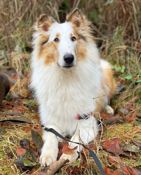 Sable harlequin rough collie Rough Collie Aesthetic, Teacup Pug, Pomeranian Husky, Alaskan Husky, Sheltie Dogs, Rough Collie, Husky Mix, Collie Dog, Character Inspo