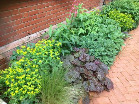 Euphorbia oblongata (note height) Euphorbia Oblongata, Sarah Raven, Flower Bed, Front Garden, How To Grow, Flower Beds, Perennials, The Garden, To Grow