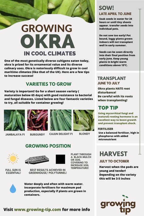 Grow Okra, How To Grow Okra, Planting Okra, Okra Planting Tips, Growing Okra In Raised Beds, Growing Okra From Seed, What To Do With Okra From Garden, Harvesting Okra, Okra Plant Growing