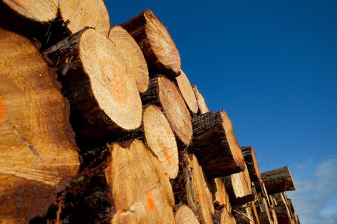 Pile of timber logs from logging. On blue sky background , #sponsored, #logs, #timber, #Pile, #logging, #background #ad Timber Logs, Pine Timber, Blue Sky Background, Sky Background, Nature Indoors, Stock Photography Free, Abstract Nature, Canvas Home, Paint Set