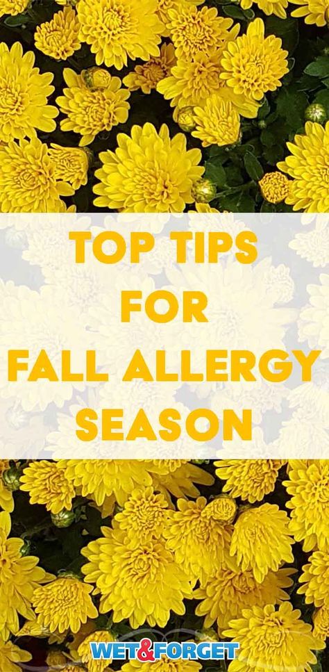 Beat fall allergy season with these insightful tips and tricks! Fall Allergy Relief, Seasonal Allergy Remedies, Allergy Remedies For Kids, Ragweed Allergy, Home Remedies For Allergies, Fall Allergies, Allergy Shots, Allergy Season, Natural Remedies For Allergies