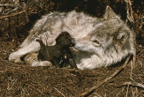 DID YOU KNOW? Wolves only have one litter of pups annually. - Living with Wolves White Wolves, Wolf Poses, Wolf Pup, Wolf Photos, Gray Wolf, Wolf Wallpaper, Posters Framed, Grey Wolf, White Wolf