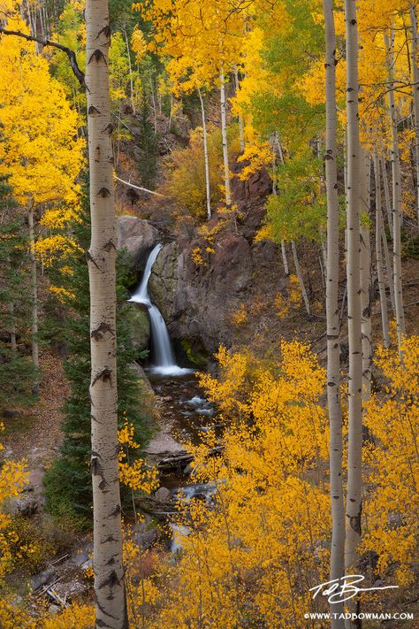 Nellie Creek Cascade photo Aesthetic Books, Have Inspiration, Aspen Trees, Autumn Scenery, Yellow Leaves, Autumn Aesthetic, Lombok, In The Woods, Aspen