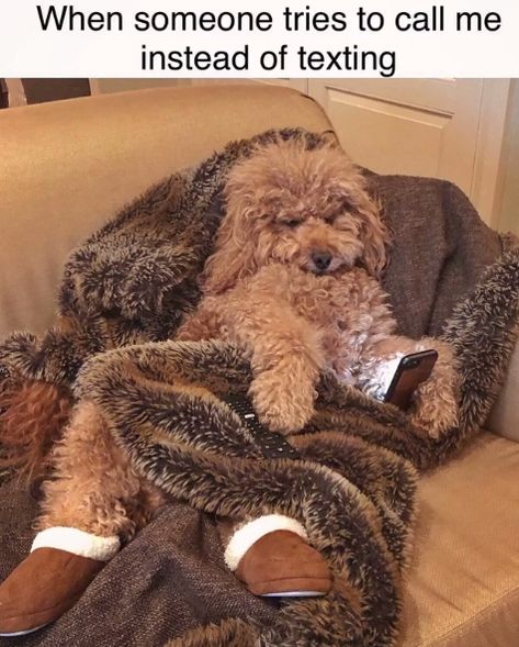 14 Funny Dog Memes That You Must Send to Your Friends Who Own Goldendoodles! | PetPress Goldendoodle Memes Funny, Blushes Beef Stroodle Meme, Goldendoodle Quotes, Goldendoodle Funny, Funny Goldendoodle, Famous Dogs, Funny Dog Memes, Golden Doodle, Doodle Dog