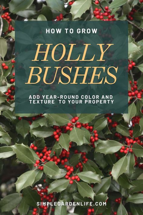 How To Grow Holly Bushes - Add Year-Round Color And Texture To Your Property by simplegardenlife.com Propagating Holly Bush, Trimming Holly Bushes, Holly Bushes Front Yard, Holly Shrubs Landscaping, Holly Bushes In Landscaping, Holly Trees Landscaping, Juniper Bush, Holly Hedge, Holly Shrub