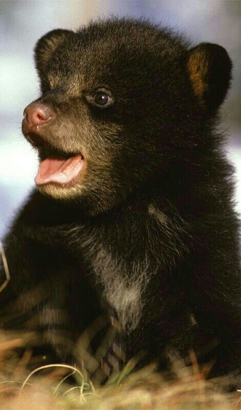 Gorgeous Grizzly Cub! Baby Black Bear, Baby Bear Cub, Black Bear Cub, Dangerous Animals, Bear Cub, Bear Cubs, Cute Animal Pictures, Sweet Animals, The Grass