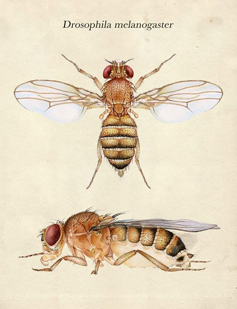 Drosophila melanogaster on Behance How To Draw Insects, Draw Insects, Biology Design, Drosophila Melanogaster, Drawing Insects, Entomology Illustration, Insect Anatomy, Stipple Art, Science Drawing