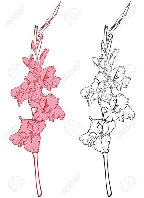 Love this Gladius Flower Drawing, Gladioli Flower Drawing, Gladiolus Line Art, Gladiolus Drawing Simple, Gladiolus Line Drawing, Gladiolus Sketch, Gladiolus Drawing, Gladiolus Flower Drawing, Flower Simple Drawing