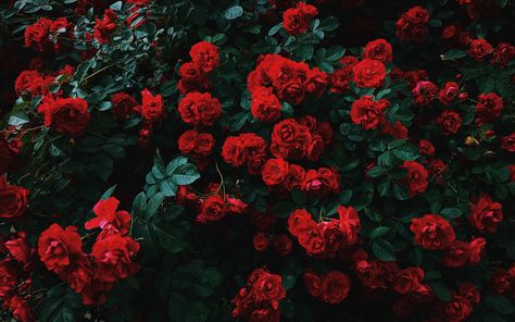 Red Roses Wallpaper Iphone Backgrounds, Facebook Cover Photos Vintage, Dark Red Roses, Red Roses Wallpaper, Field Wallpaper, Aesthetic Roses, Rosé Aesthetic, Wallpaper Laptop, Plant Wallpaper