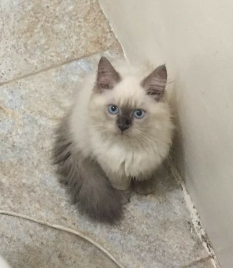 Himalayan Cat Aesthetic, Persian Himalayan Cat, Himalayan Cat Kitten, Himalayan Persian, Himalayan Persian Cats, Himalayan Kitten, Persian Kitten, 3 Month Old, Himalayan Cat