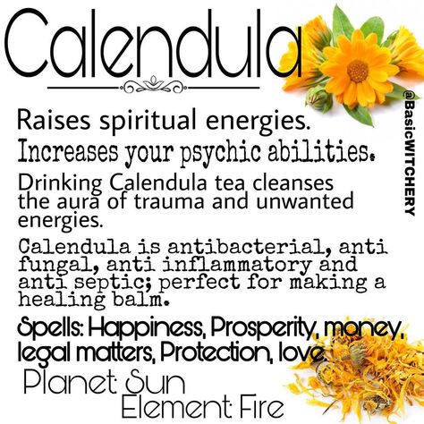 C A L E N D U L A 🌞 . Parts used: Petals and Flower Heads. . Calendula certainly spreads joy and happiness, whether it be in a spell or… Calendula Tea, Herbal Witch, Magickal Herbs, Witch Herbs, Tea Cleanse, Healing Balm, Magic Herbs, Magical Herbs, Herbal Magic