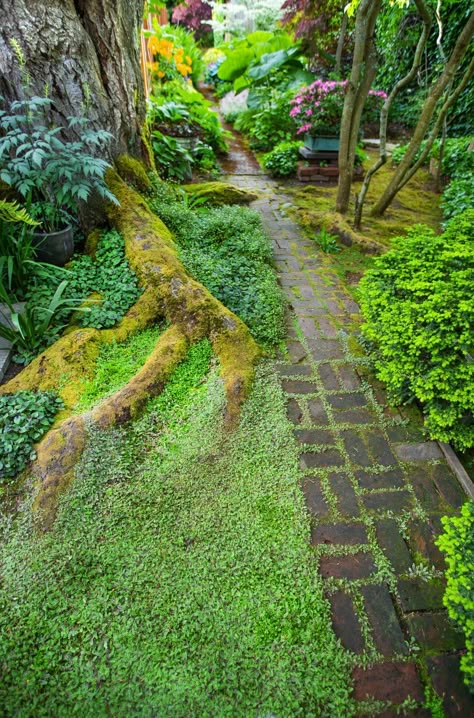 As he does for his Ballard shop, Curtis Steiner curates the uncommon for his own garden | The Seattle Times Seattle Gardening Ideas, Celtic Garden Ideas, Moss Pathway, Japanese Moss Garden, Garden Pathways Ideas, Seattle Garden, Moss Gardens, Moss Lawn, Garden Pathways