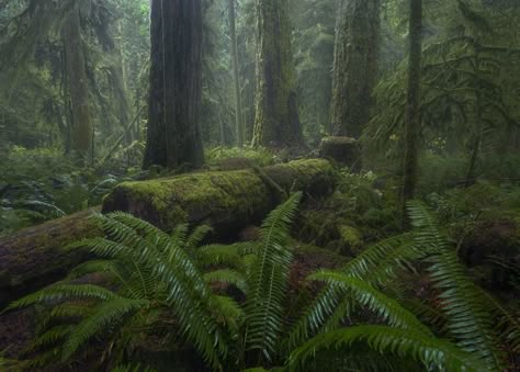 "The Three Giants" by Jacob Klassen #fstoppers #Landscape #forest #Rainforest #landscapephotography #Canon #green #moody #focusstack #fog Rainy Forest Photography, Old Growth Forest Aesthetic, Rainy Landscape Photography, Vancouver Island Aesthetic, Warriors Aesthetic, Vancouver Forest, Old Growth Forest, British Colombia, Old Forest