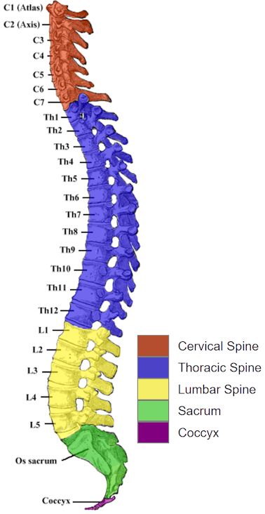 Information and pictures of the spine and spinal cord showing C1 to S5 vertebra and which vertebra effect various body functions. The human spinal cord consists of nerves that connect the brain to nerves in the body. It is a superhighway for messages between the brain and the rest of the body. The spinal cord is surrounded for most of its length by the bones (vertebrae) that form the spine. Spinal Cord Shirt, Spinal Vertebrae Anatomy, Spine Bones Anatomy, The Spine Anatomy, Spinal Chord Art, Spinal Cord Labeled, Human Spine Anatomy, Spinal Cord Diagram, Spinal Cord Drawing