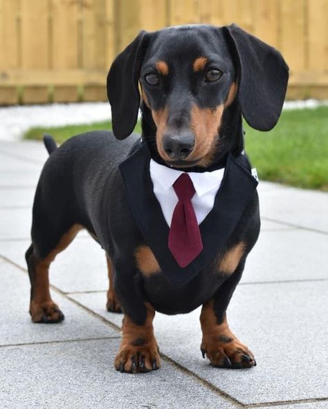 Dachshund Lovers on Twitter: "Call me the CEO of treats 😋 ( = https://t.co/HkXc2h6T9t )… " Dog Tux, Dog Wearing Clothes, Ring Bearer Dog, Dog Tuxedo, Cute Dog Collars, Dog Tie, Custom Dog Collars, Puppy Collars, Dachshund Lovers