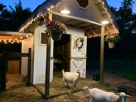 Cottage Goat House, Goat Pen Layout, Inside Goat House, Cute Goat Shed, Cute Goat House, Cute Goat House Ideas, Outdoor Goat Shelter, Goat Milking Parlor Ideas, Goat Habitat Ideas