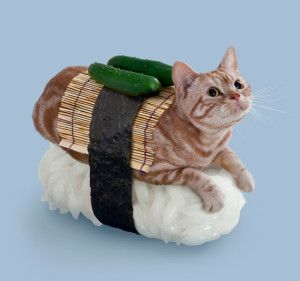 Sushi Cat Wasabi Miss Patina, Cat Dressed Up, Sushi Cat, Sushi Roll, Cat Dresses, Cat Adoption, Crazy Cat Lady, 귀여운 동물, Cat Bed