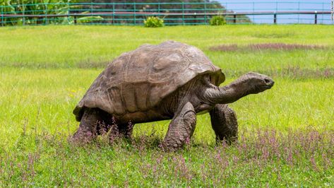 World's oldest-ever tortoise turns 190 | CNN Travel St Helena Island, Saint Helena Island, Sulcata Tortoise, Santa Helena, Galapagos Tortoise, Giant Tortoise, John Charles, Tortoise Turtle, 4 December