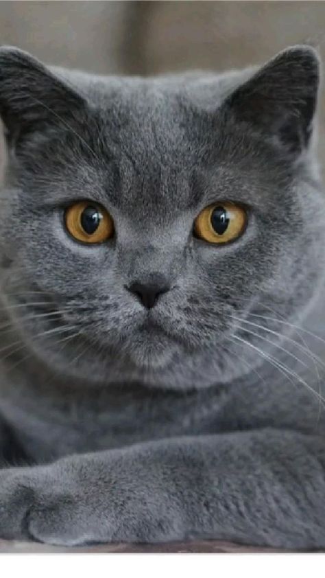 Grey Cat Breeds, Large Cat Breeds, Chartreux Cat, British Shorthair Cats, Gray Cat, Cat Facts, British Shorthair, Domestic Cat, Cat Aesthetic