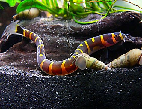 Kuhli Loach Aquarium, Kuhli Loach, Community Tanks, Fresh Water Tank, Aquascaping, Freshwater Fish, Fish Tank, Fish