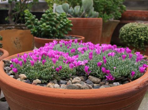 Delosperma sphalmanthoides – Tufted Ice Plant- See more at: http://worldofsucculents.com/delosperma-sphalmanthoides-tufted-ice-plant Front Yards Curb Appeal, Ice Plant, Side Garden, Hydroponic Gardening, Drought Tolerant Plants, Hardy Plants, Cactus Y Suculentas, Cactus And Succulents, Succulent Plant