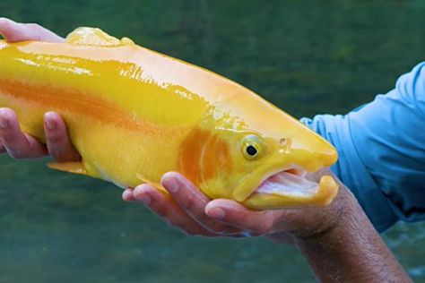 YouTube: Brave Wilderness Have you ever seen a beautiful golden trout? Trout fishing is favorite pastime of many anglers and there are a ton of different varieties out there to target. One of the rarer variants of trout is a golden color phase. While these trout occur naturally in the wild on occasion, they are found on a The post A Brief History of West Virginia's Unique Golden Trout Stocking Program appeared first on Wide Open Spaces. Golden Trout, Wide Open Spaces, Prepper Survival, Rainbow Trout, Beautiful Fish, Open Spaces, Trout Fishing, Freshwater Fish, Natural Resources