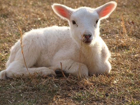 Lamb Lying Down, Lamb Reference Photo, Lamb Laying Down, Lamb Reference, Pictures Of Sheep, Lamb Images, Lamb Photo, Lamb Animal, Sheep Pictures