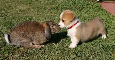 What kind of dog are you? Unlikely Animal Friends, Cute Corgi Puppy, Animals Friendship, Corgi Puppy, Funny Dog Pictures, Cute Corgi, Corgi Dog, Cute Animal Pictures, Funny Animal Pictures