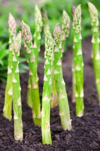 How To Grow Asparagus - The Perfect Perennial Spring Vegetable! Asparagus Growing, Asparagus Seeds, Companion Planting Guide, Growing Asparagus, Asparagus Plant, Perennial Vegetables, Herb Garden Design, Heirloom Vegetables, Spring Vegetables