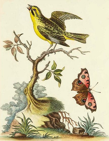 Scientific Illustration | stilllifequickheart: George Edwards Bird ... Zoology Drawings, Green Finch, Macaw Art, Bird Study, Vintage Bird Illustration, Vintage Bird, Scientific Illustration, Human Art, Bird Illustration