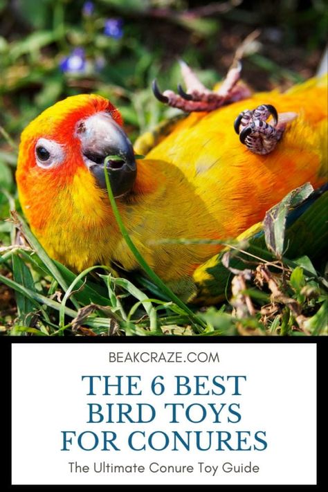 The 6 Best Bird Toys For Conures (And What To Avoid) Homemade Bird Toys Parrots, Diy Conure Toys, Diy Bird Toys Conure, Sun Conure Cage Setup, Green Cheek Conure Cage Setup, Conures Parrots, Bird Toys Diy, Sun Conure Parrot, Conure Cage