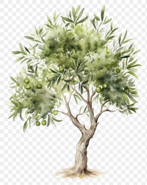 Watercolor Tree Png, Olive Tree Sketch, Olive Tree Watercolor, Herbs Illustration, Tree Sketch, Tree Watercolor, Tree Sketches, Tree Png, Watercolor Tree