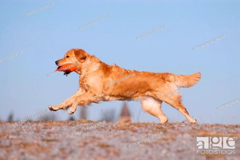 running Golden Retriever, Stock Photo, Picture And Rights Managed Image. Pic. TFA-MR-01177 | agefotostock Golden Retriever Running, Animal Photography Wildlife, Dog Runs, Golden Dog, Travel And Tourism, Photo Library, Stock Pictures, Animal Photography, Best Dogs