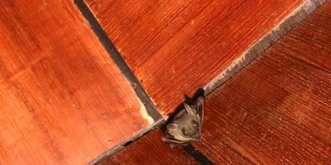 Bat on the wooden ceiling Getting Rid Of Bats, Get Rid Of Ants, Emergency Preparation, Wooden Ceilings, Diy Cleaning Products, Home Maintenance, Home Repair, Pest Control, Ants