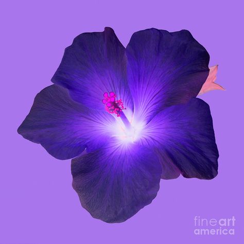 deep purple hibiscus | Deep Purple Hibiscus Flower On Purple Background. Photograph - Deep ... Joba Flower, Purple Hibiscus Tattoo, Hawaiian Flowers Wallpaper, Nails Dark Purple, Dark Hibiscus Flower, Purple Hibiscus Flower Wallpaper, Purple Hawaiian Flowers, Purple Hibiscus Flower, Hibiscus Flower Nails