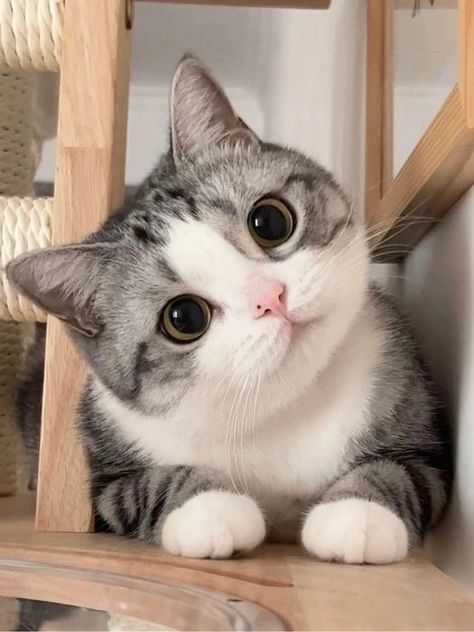 Foto Kelakar, Munchkin Cat, Cute Cats Photos, Curious Cat, Cat Aesthetic, Funny Cute Cats, Cute Cats And Dogs, Beautiful Cat