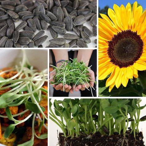 Growing Black Oil Sunflower microgreens seeds and organic sprouts is one of the simplest and most popular ways to introduce antioxidant-rich greens and nutrients to your diet. Whether in microgreens growing trays or a sprouting jar, sunflower sprouts were made for health! Growing Sunflowers From Seed, Sunflower Microgreens, Black Oil Sunflower, Wild Sunflower, Black Oil Sunflower Seeds, Helianthus Annuus, Attracting Bees, Black Oil, Sunflower Seed