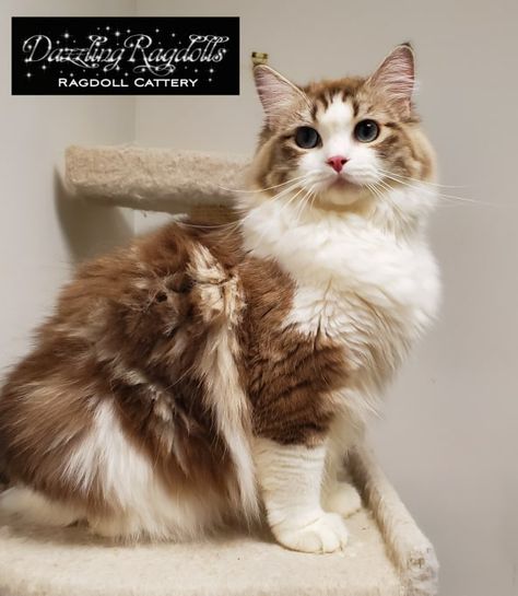 Ragdolls Cats, Seal Lynx Bicolor Ragdoll, Ragdoll Cat Colors Patterns, Chocolate Point Ragdoll, Bicolor Ragdoll Cat, Bicolor Ragdoll, Blue Bicolor Ragdoll Kitten, Diy Cat Enclosure, Flamepoint Ragdoll Cat