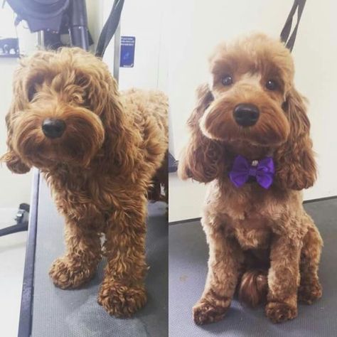 Best Types of Cockapoo Haircuts with Pictures! (2021) - We Love Doodles Cavoodle Haircut Styles, Cockapoo Haircut, Cockapoo Grooming, Dog Grooming Diy, Grooming Ideas, Dog Grooming Styles, Dog Grooming Shop, Dog Grooming Salons, Puppy Grooming