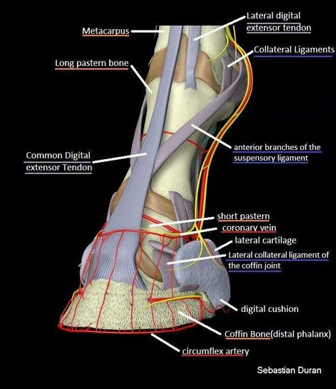 Ligaments and tendons of the equine hoof. Horse Lapbook, Equine Anatomy, Equine Massage, Equine Veterinary, Equine Care, Studera Motivation, Horse Information, Vet Medicine, Horse Care Tips