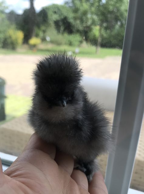 Blue Silkie Chicken, Silky Chickens, Fluffy Chicken, Raising Chicks, Chicken Pictures, Fancy Chickens, Silkie Chickens, Cutee Animals, Beautiful Chickens