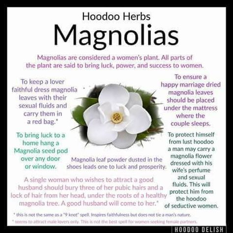 Magnolias Magnolia Magical Properties, Magnolia Spiritual Meaning, Hoodoo Delish, Hoodoo Conjure Rootwork, Hoodoo Rootwork, Hoodoo Magic, Hoodoo Conjure, Hoodoo Spells, Voodoo Hoodoo