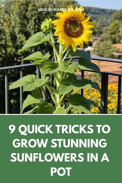 Discover a simple yet rewarding way to grow beautiful sunflowers in a pot with our comprehensive guide. Learn the best techniques, tips, and tricks on how to cultivate vibrant sunflowers even in limited garden spaces. Whether you're a beginner or experienced gardener, this step-by-step tutorial will help you achieve stunning blooms that will brighten up your outdoor space. Don't wait any longer – start your pot sunflower gardening project today and enjoy the beauty of these cheerful flowers righ Growing Sunflowers In Pots, Sunflowers In A Pot, Sunflowers In Pots, Grow Sunflowers, Potted Sunflowers, Growing Sunflowers, Beautiful Sunflowers, Plant Tips, How To Grow Taller