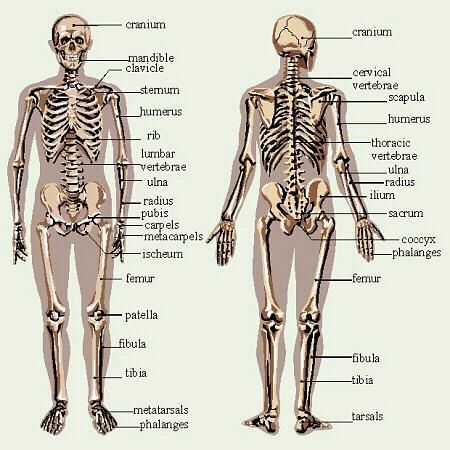 bones anyone? Skeletal System Worksheet, Skeleton System, The Human Skeleton, Body Bones, Human Body Organs, Skeletal System, Organ System, Human Skeleton, Human Body Systems